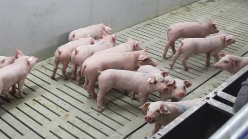 Blogbeitrag: Effiziente Ferkel- und Sauen-Umstallungen zur Grundreinigung der Ferkelaufzuchtboxen